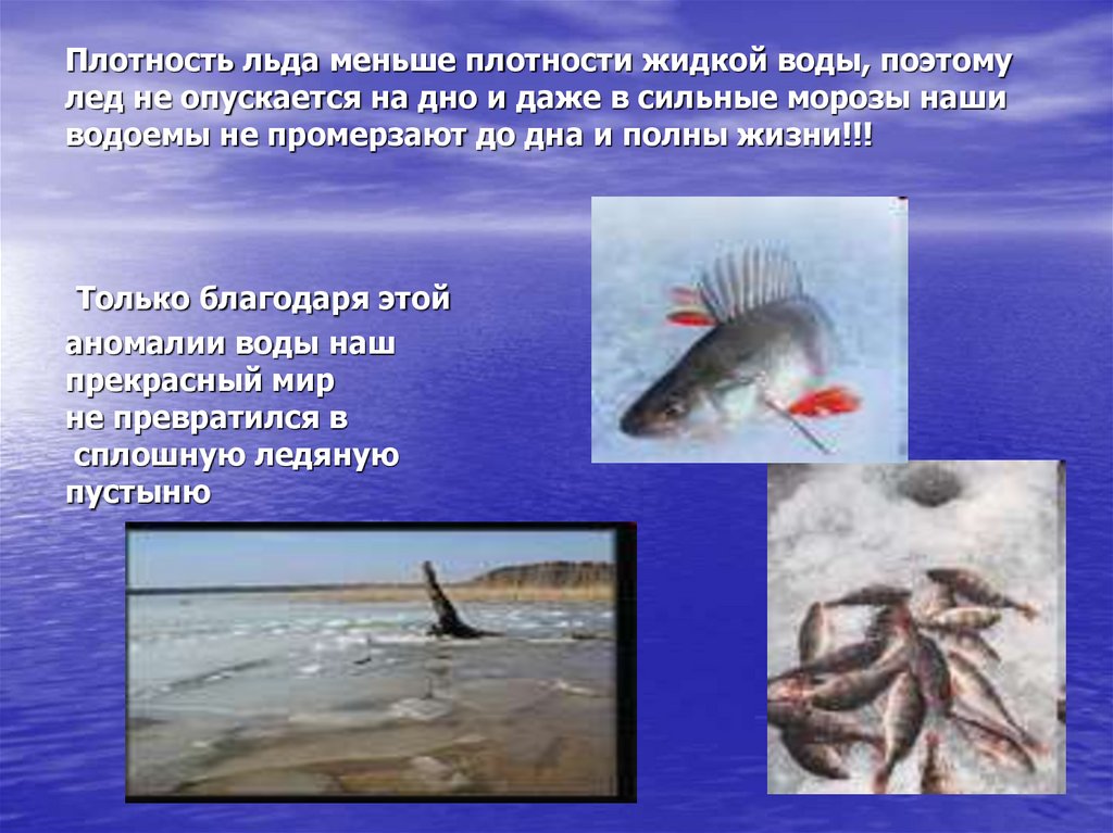 Плотность льда меньше плотности жидкой воды, поэтому лед не опускается на дно и даже в сильные морозы наши водоемы не
