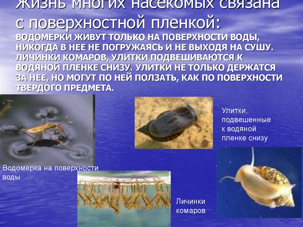 Жизнь многих насекомых связана с поверхностной пленкой: ВОДОМЕРКИ ЖИВУТ ТОЛЬКО НА ПОВЕРХНОСТИ ВОДЫ, НИКОГДА В НЕЕ НЕ ПОГРУЖАЯСЬ
