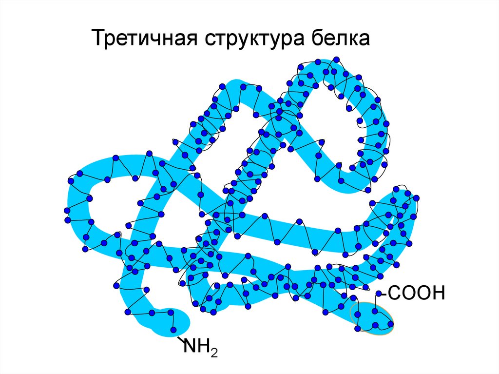 Третичную структуру белка стабилизируют. Третичная структура белка строение. Третичная структура белка связи. Третичная структура белков. Третичная структура белка рисунок.