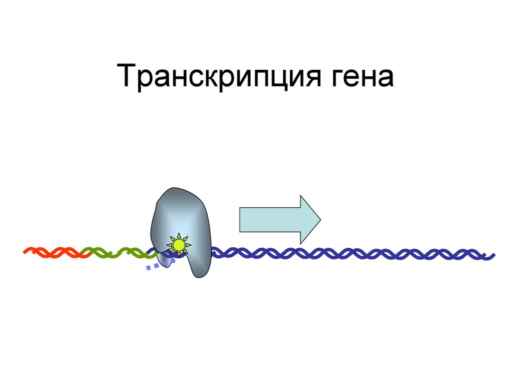 Hen транскрипция. Транскрипция Гена. Транскрипция генов индукторы. Усиление транскрипции генов биохимия картинка. Усиление транскрипции генов.