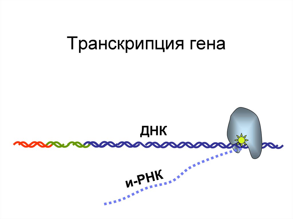 За транскрипцию генов отвечает