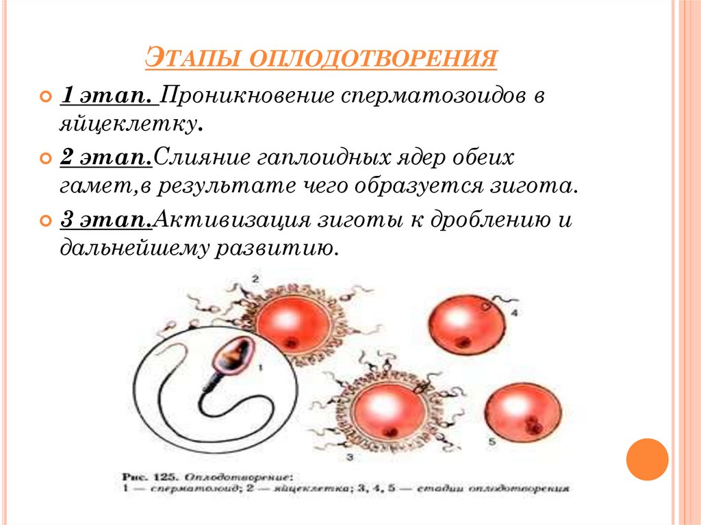 Оплодотворение и его значение. 9 класс - презентация онлайн