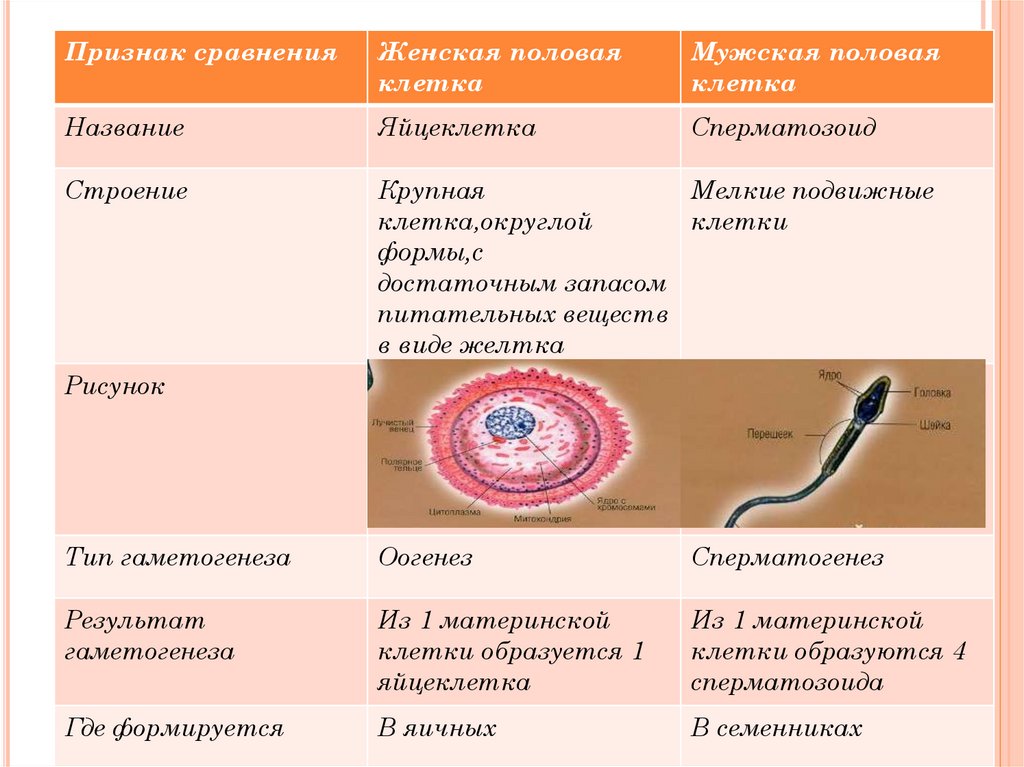 оплодотворение и зародышевое развитие у животных тест