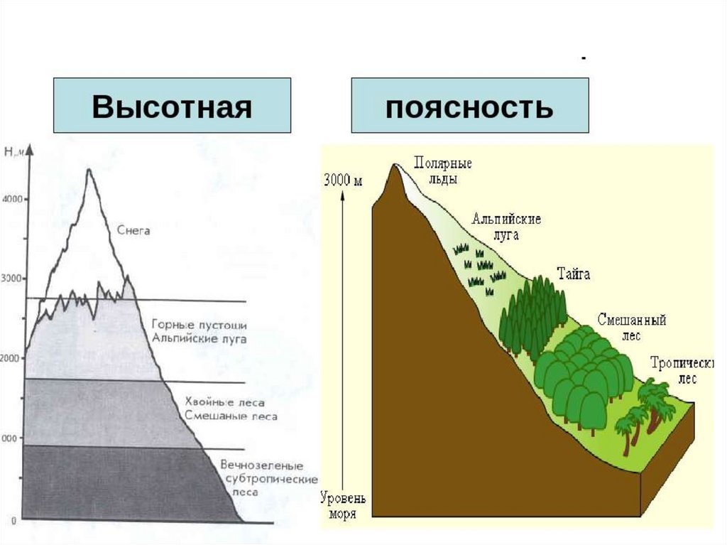 Тайга высота над уровнем моря. Области ВЫСОТНОЙ поясности пояс. Природные зоны ВЫСОТНОЙ поясности. Горы России и Высотная поясность таблица.
