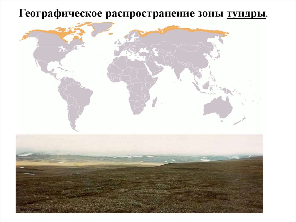 Тундра относительно морей и океанов. Тундра на карте России. Зона тундры на карте. Зона распространения тундры.