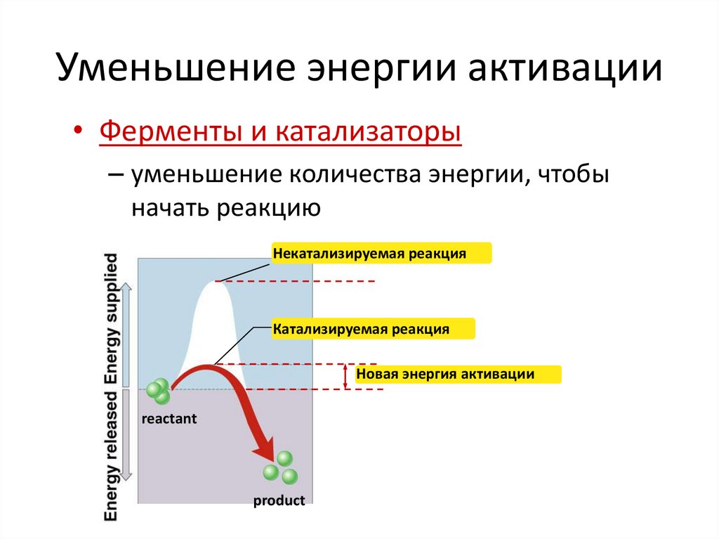 Неконкурентное ингибирование схема