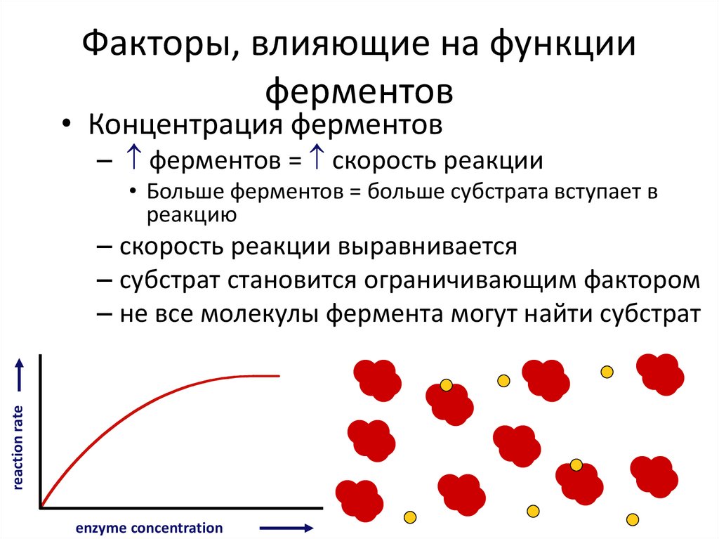 Неконкурентное ингибирование схема