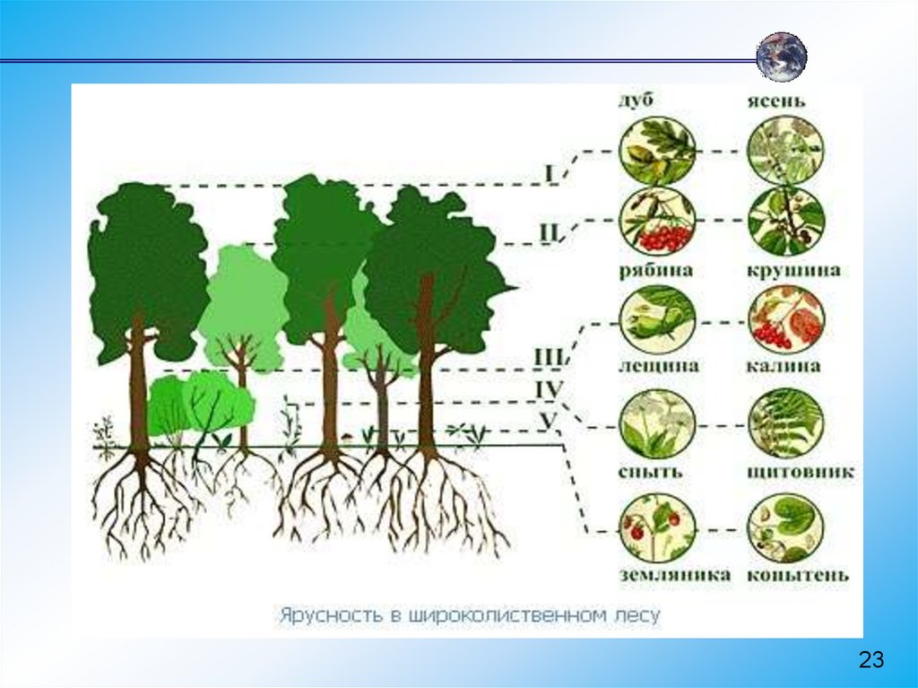 Состав сообщества лес. Ярусность лесного фитоценоза. Пространственная структура биоценоза ярусность. Ярусность лесного биоценоза. Вертикальная структура биоценоза широколиственного леса.