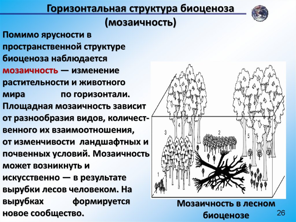Биоценоз леса пример. Горизонтальная структура биоценоза. Видовая и пространственная структура биоценоза. Пространственная структура биоценоза. Пространственная структура биоценоза мозаичность.