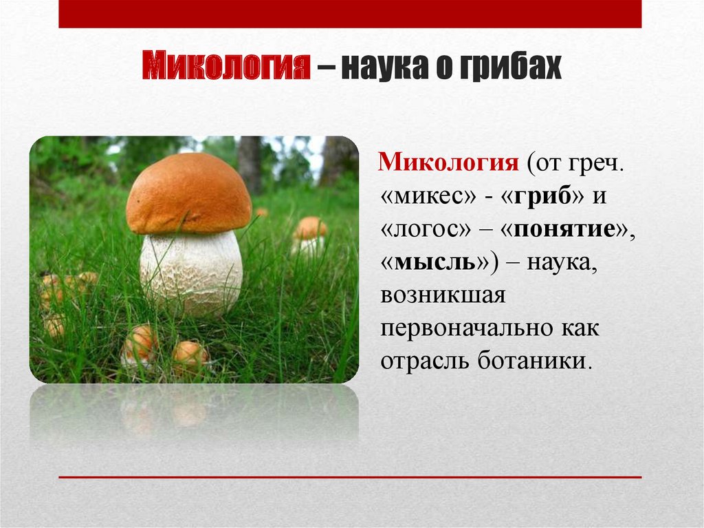Наука которая изучает грибы. Наука о грибах. Микология грибы. Микология это наука. Что изучает микология.