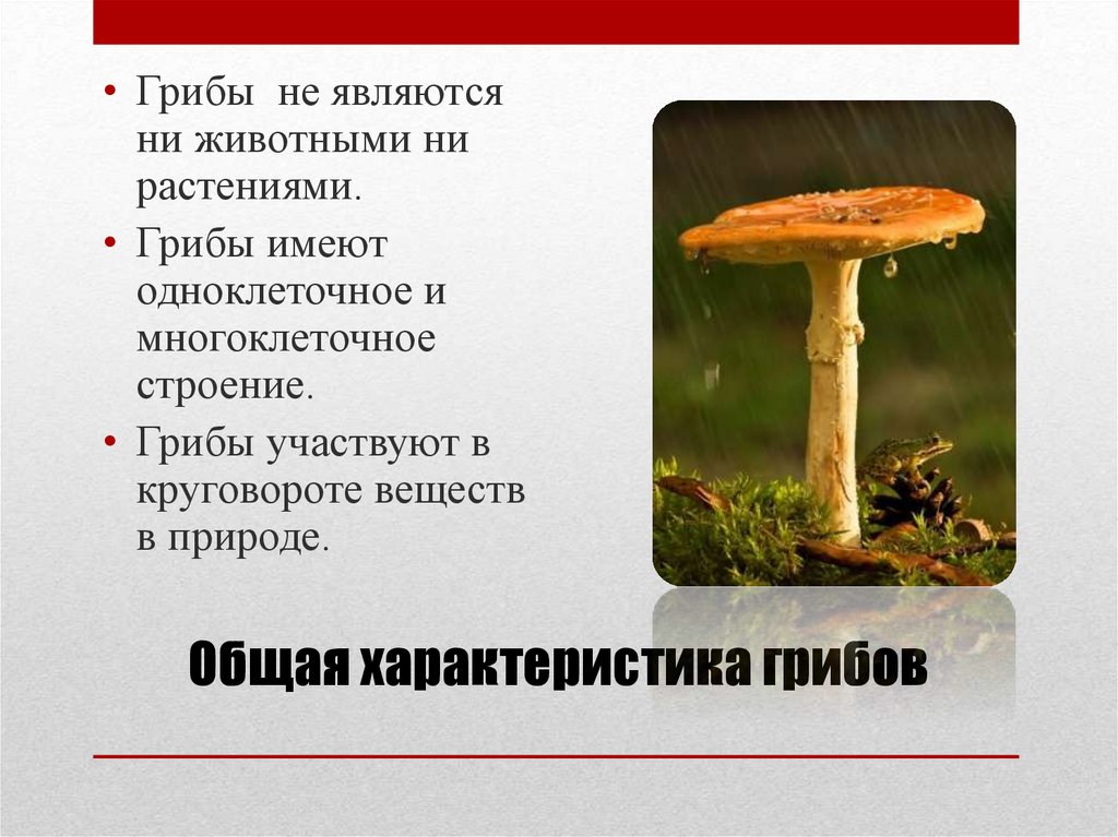 Каковы общие признаки грибов 5