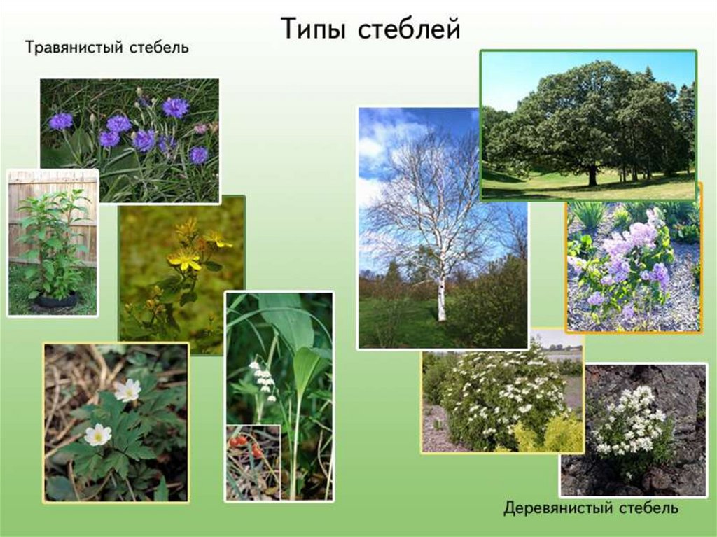 Травянистый стебель. Разнообразие стеблей. Стебель разнообразие стеблей. Типы стеблей травянистые и деревянистые.