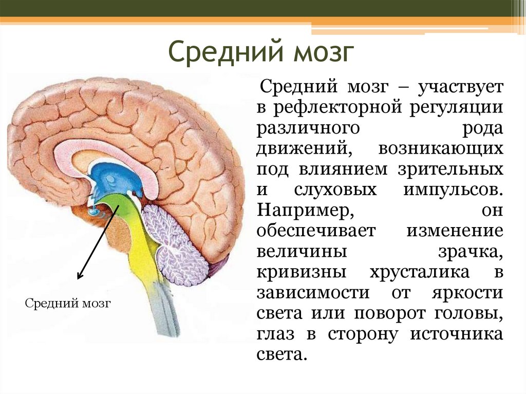 Самый древний отдел мозга. Средний мозг участвует в рефлекторной регуляции. Ориентировочный рефлекс отдел мозга. Функции отделов среднего мозга. Отделы головного мозга средний мозг.