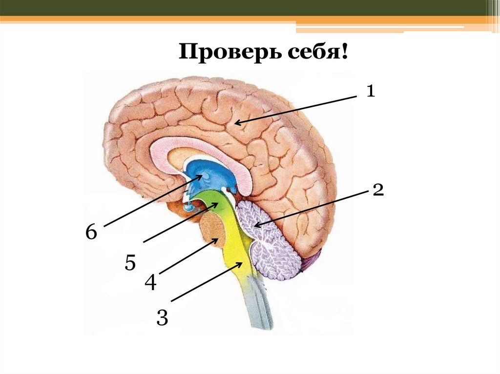 Головной мозг 4 класс. Структуры головного мозга биология 8 класс. Головной мозг строение 8 кл. Отделы головного мозга без подписей. Схема строения отделов головного мозга.