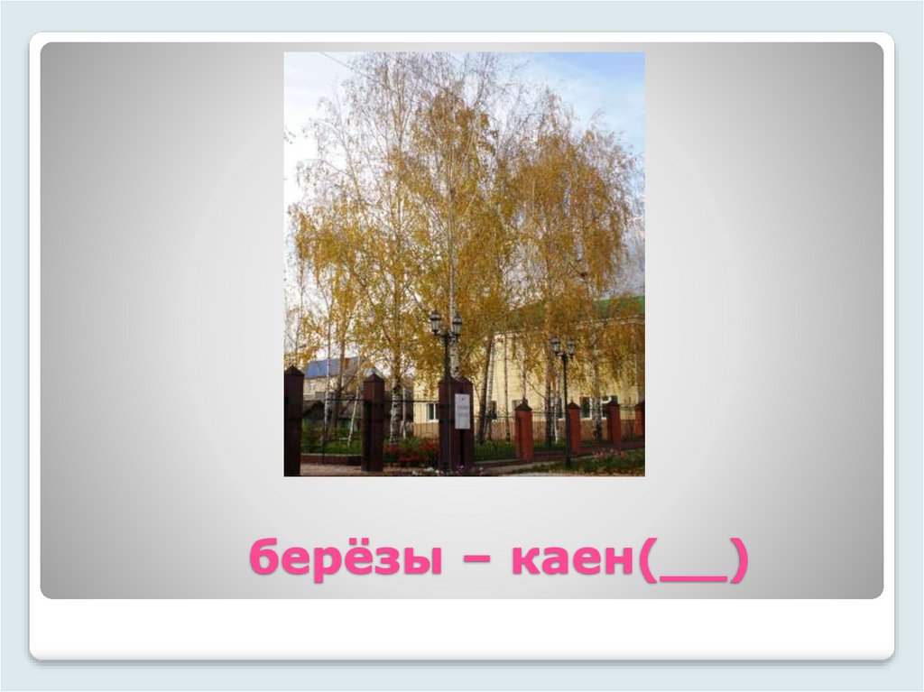 берёзы – каен(__)