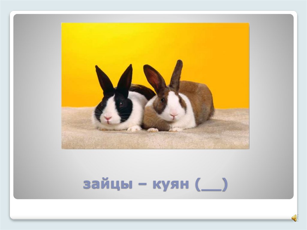 зайцы – куян (__)