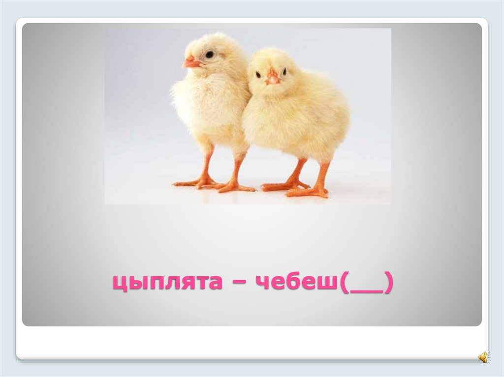 цыплята – чебеш(__)
