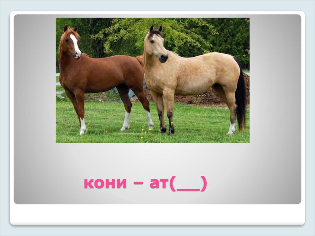кони – ат(__)