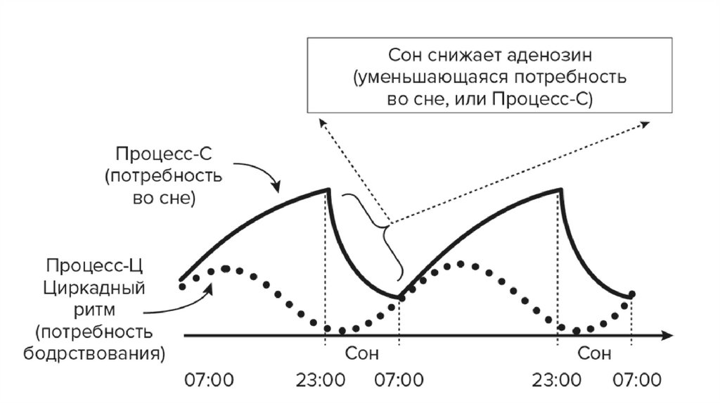 Сон и бодрствование. Регулирование сна и бодрствования. Суточный ритм сон бодрствование. Регулирование цикла сон бодрствование. Цикл сон-бодрствование график.