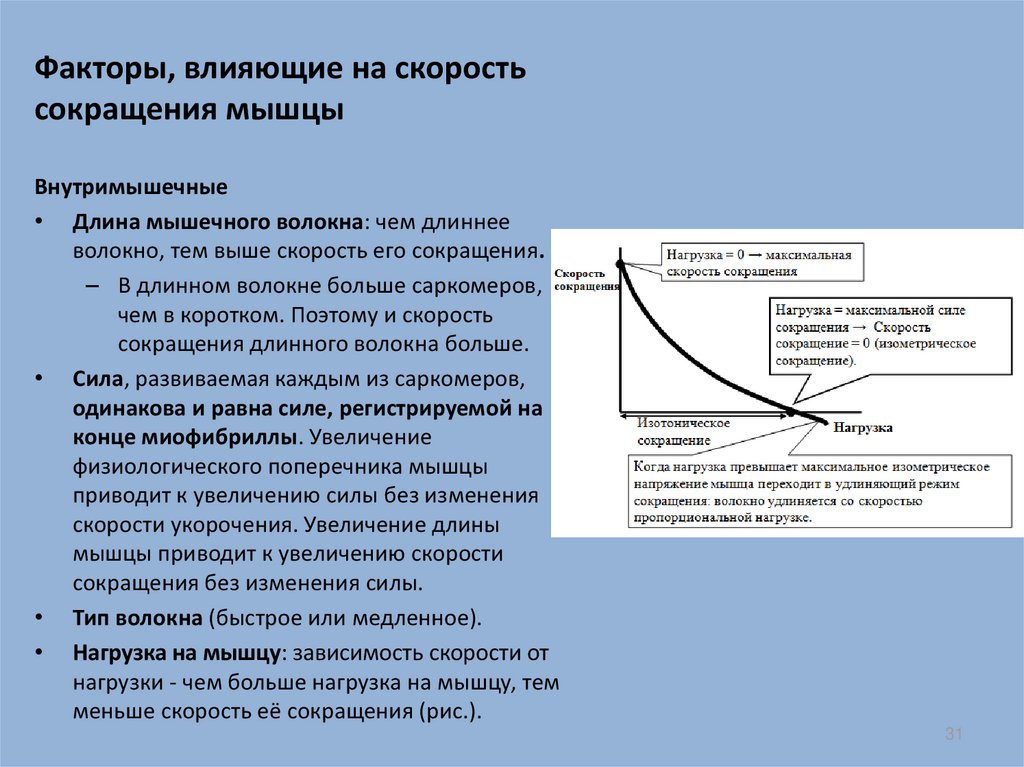 Скоростная выносливость проявляется в следующих двигательных действиях