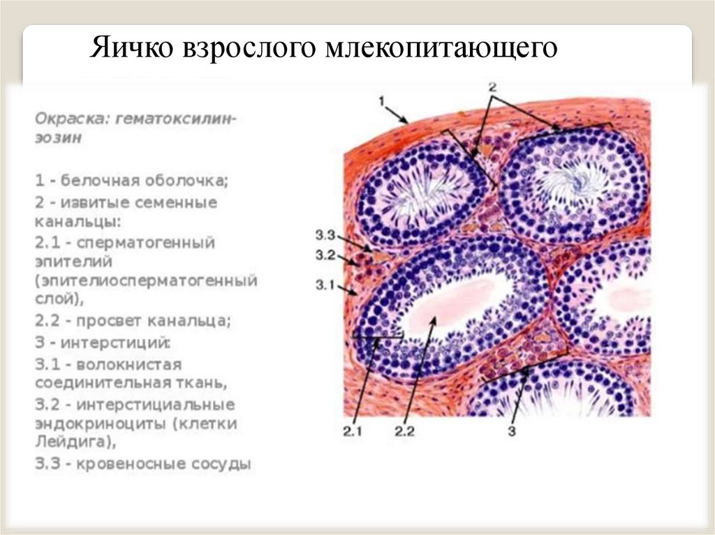 Рисунок семенника гистология