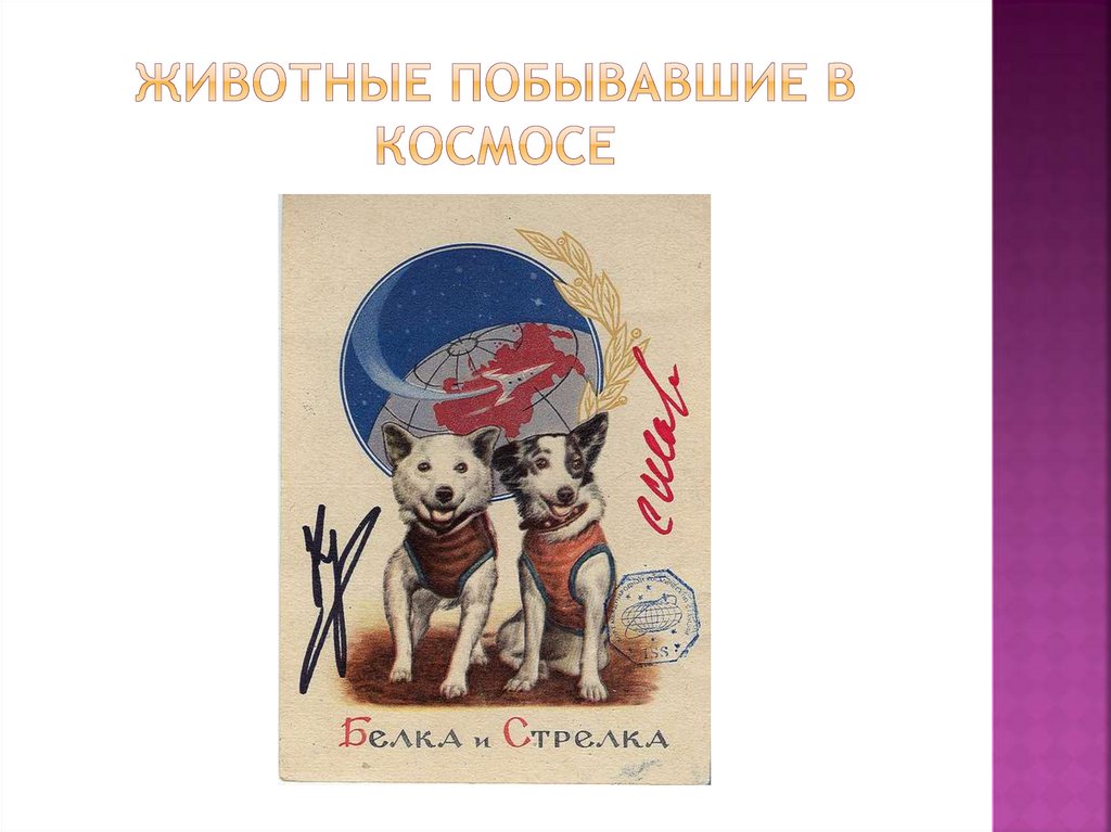 Животные побывавшие в космосе