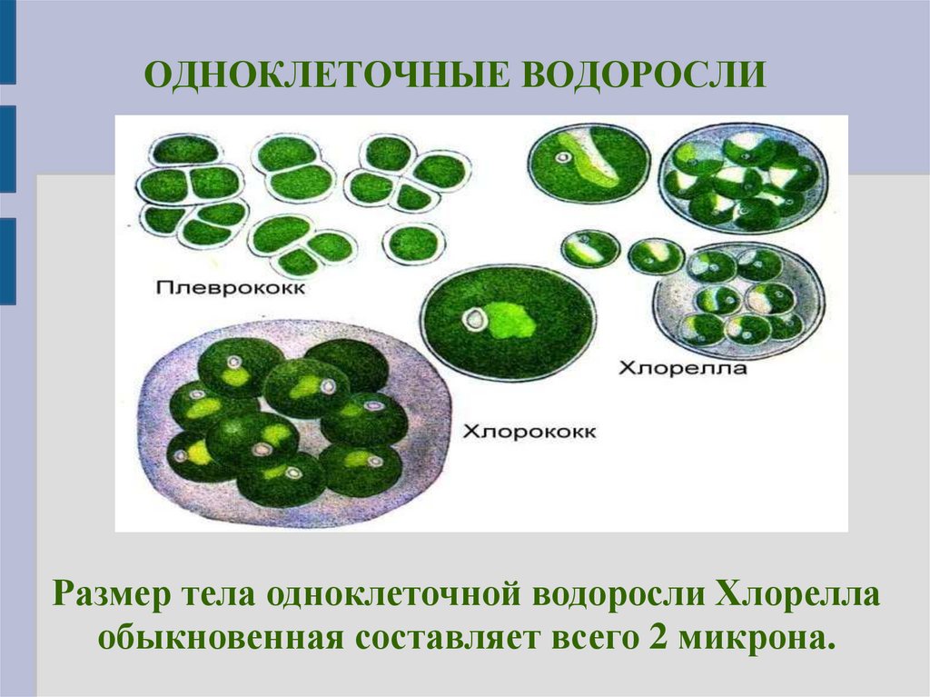 В каких биотехнологиях используют одноклеточные водоросли. Хлорелла плеврококк. Одноклеточная водоросль хлорелла. Одноклеточные растения хлорелла. Одноклеточные зеленые водоросли хлорелла.