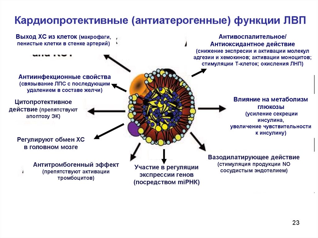 Липопротеины это