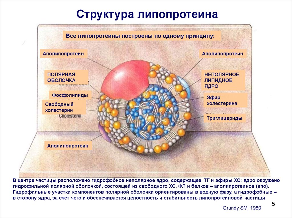 Бета липопротеины повышены