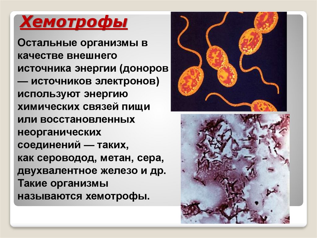 Хемотрофы. Хемосинтетики и хемотрофы. Серобактерии хемотрофы. Хемотрофы Тип питания. Бактерии хемотрофы.