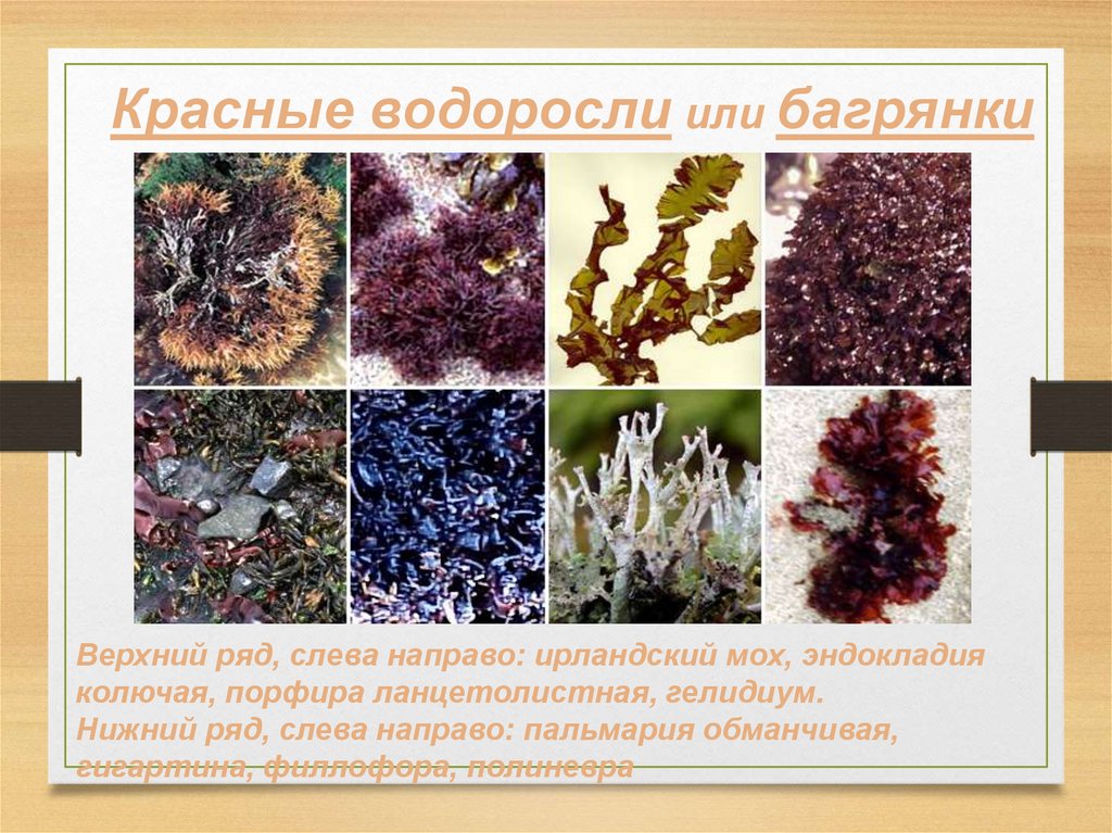 Тест водоросли 6 класс биология. Красные водоросли или багрянки. Красные водоросли багрянки. Отдел красные водоросли багрянки. Красные водоросли багрянки примеры.