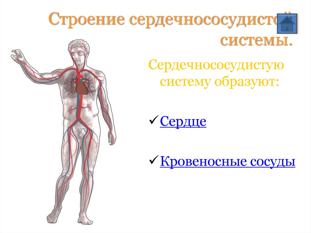 Общий план строения сердечно сосудистой системы