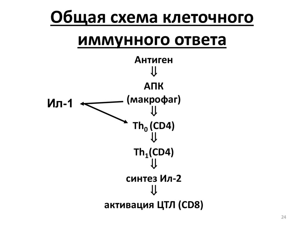 Схема клеточного иммунного ответа