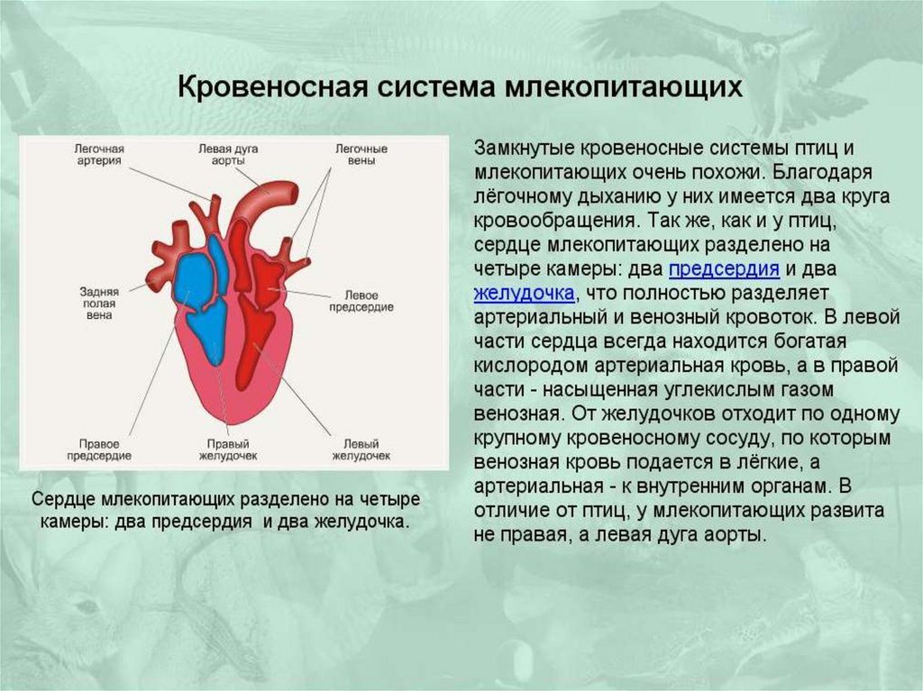 Какая кровь поступает в легкие млекопитающих. Состав кровеносной системы млекопитающих. Особенности строения органов кровообращения у млекопитающих. Кровеносная система предсердие желудочек. Схема строения сердца и кровеносной системы млекопитающих.