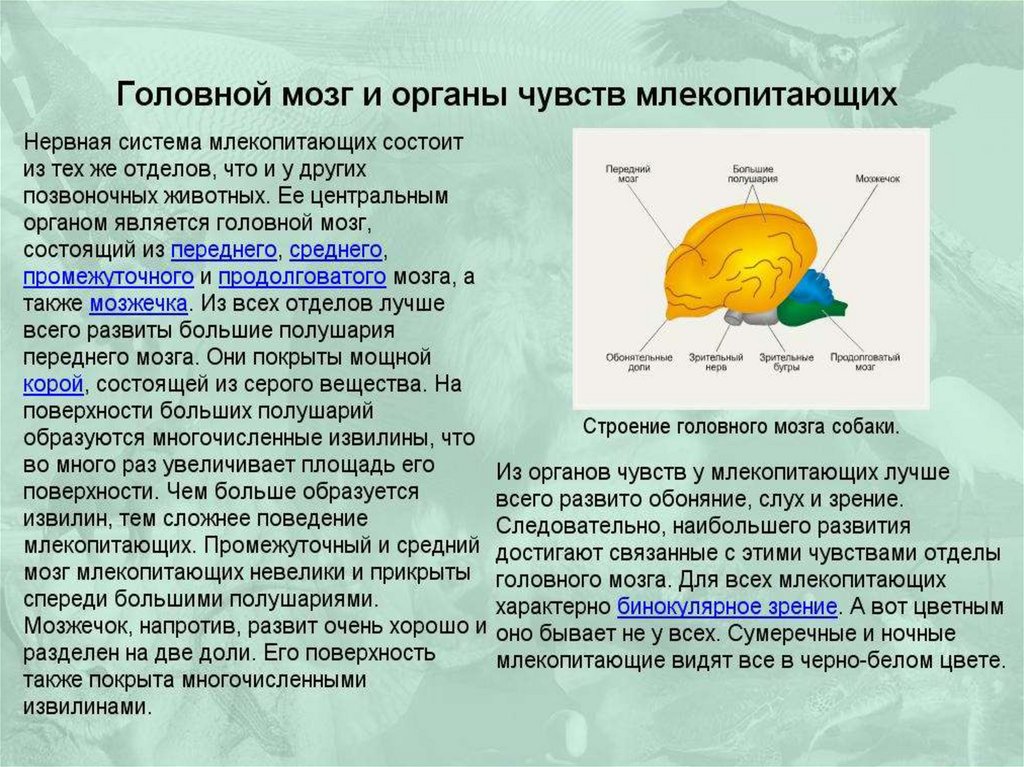 Амфибии (Amphibia) - презентация онлайн