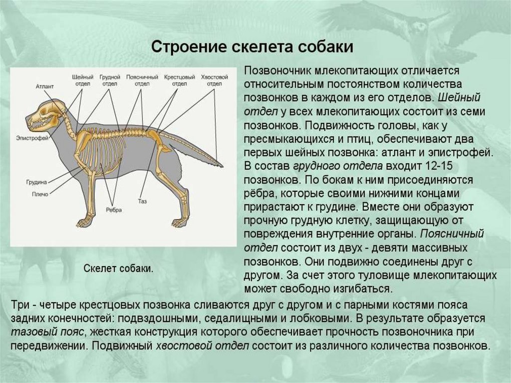 Внешнее строение млекопитающих презентация