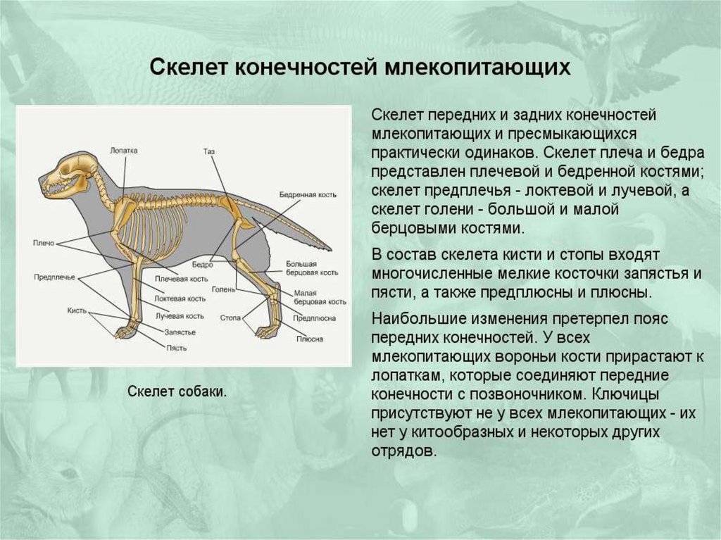 Презентация на тему внутреннее строение млекопитающих