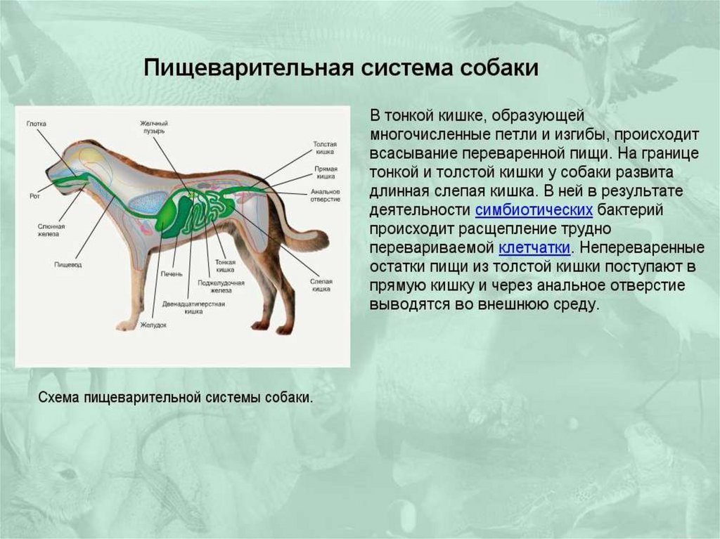 План внутреннее строение млекопитающих