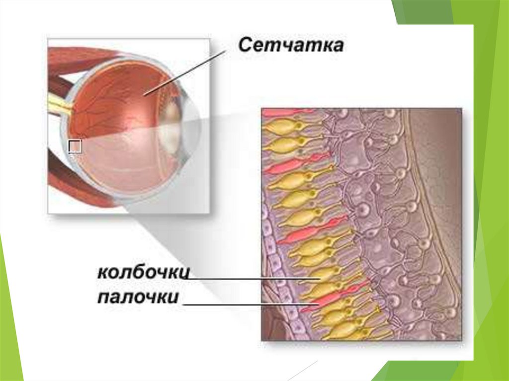 Цвета колбочек в глазу