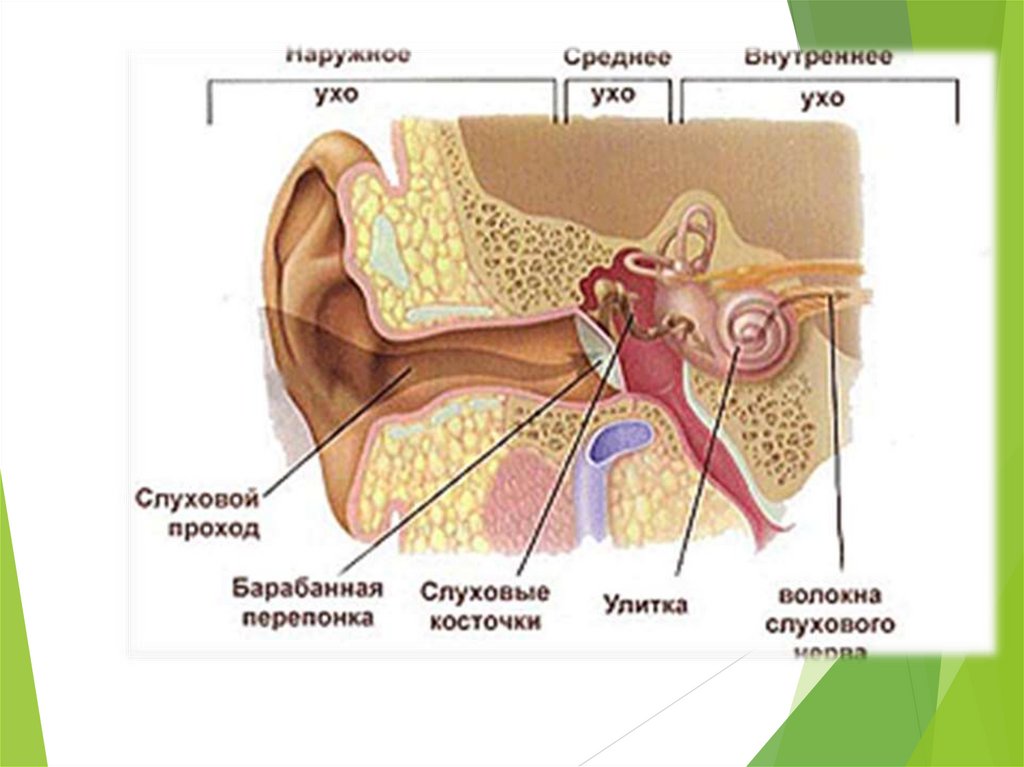 Строение и работа среднего уха. Наружное среднее и внутреннее ухо. Заболевания среднего уха. Наружный слуховой проход. Воспаление среднего уха.