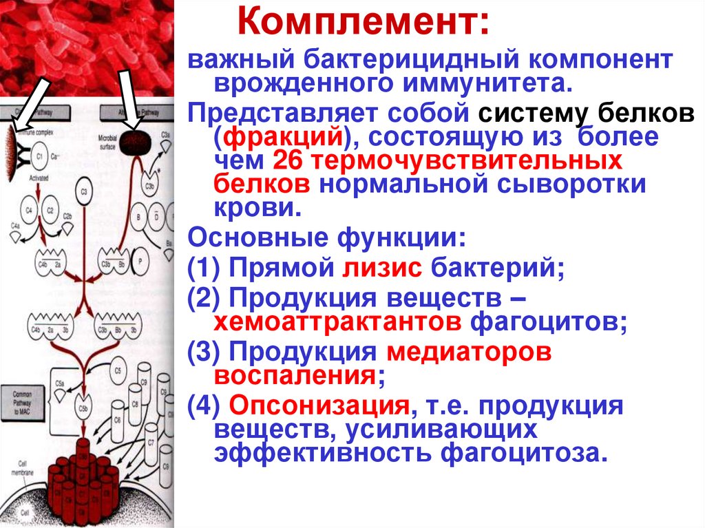 Иммунология спб. Введение в иммунологию. Радиоиммунопреципитация иммунология. Иммунология лекции. Опсонины это иммунология.