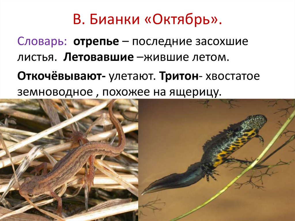 В. Бианки «Октябрь».