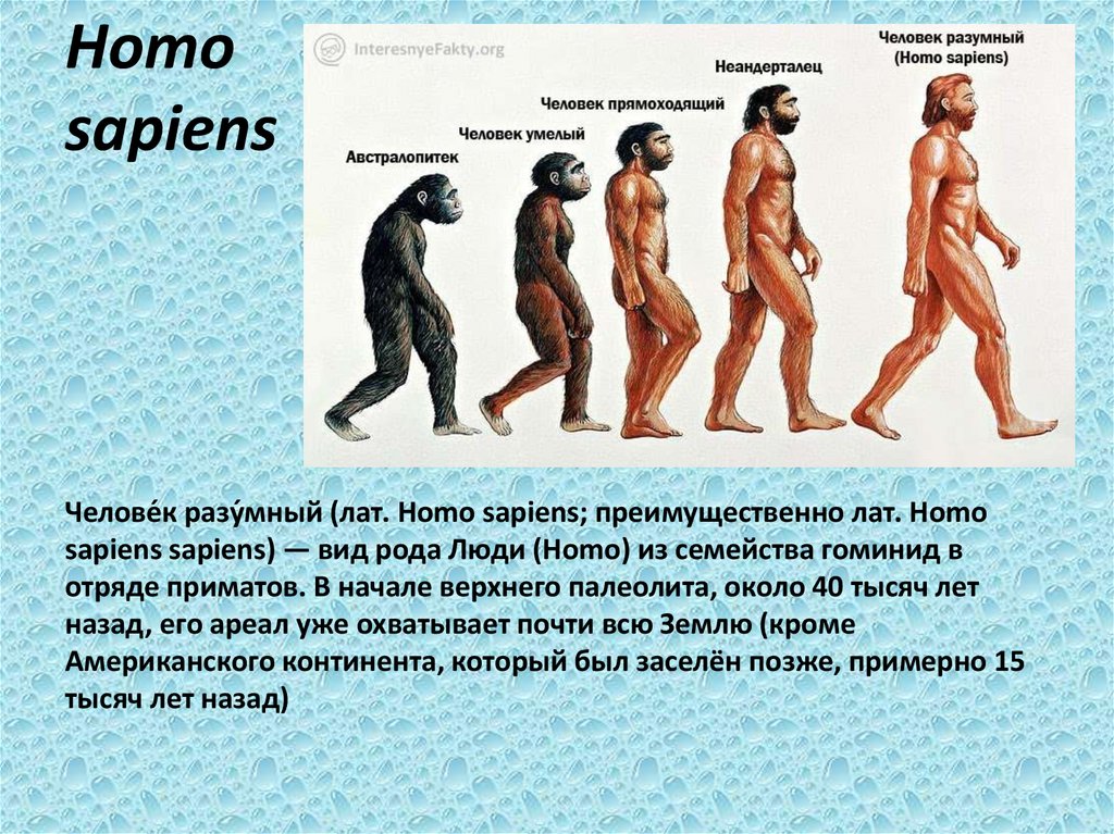 Термин homo sapiens. Человек разумный разумный homo sapiens sapiens. Хомо сапиенс отряд приматы. Человек разумный (homo sapiens) кратко. Хомо сапиенс из семейства гоминид.