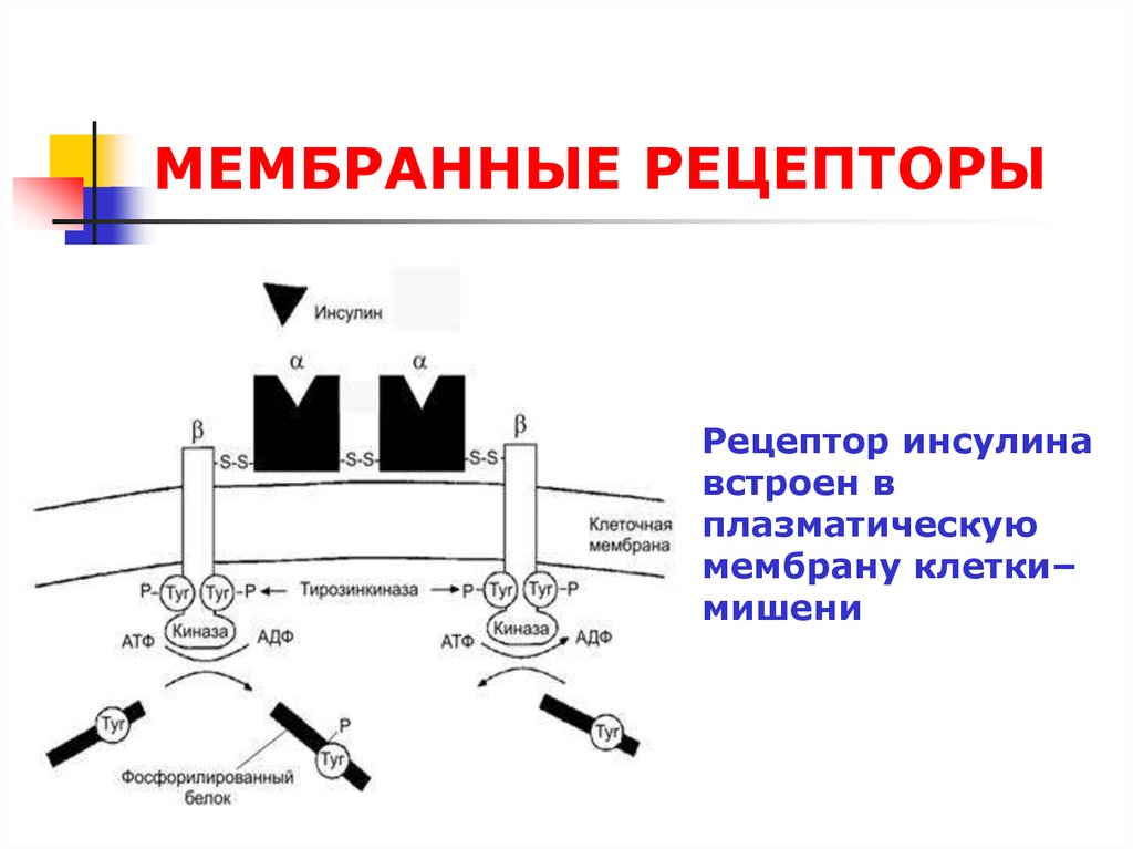 Схема рецептора инсулина