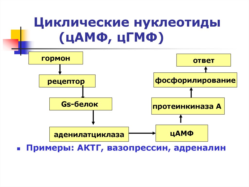 Патофизиология эндокринной системы презентация