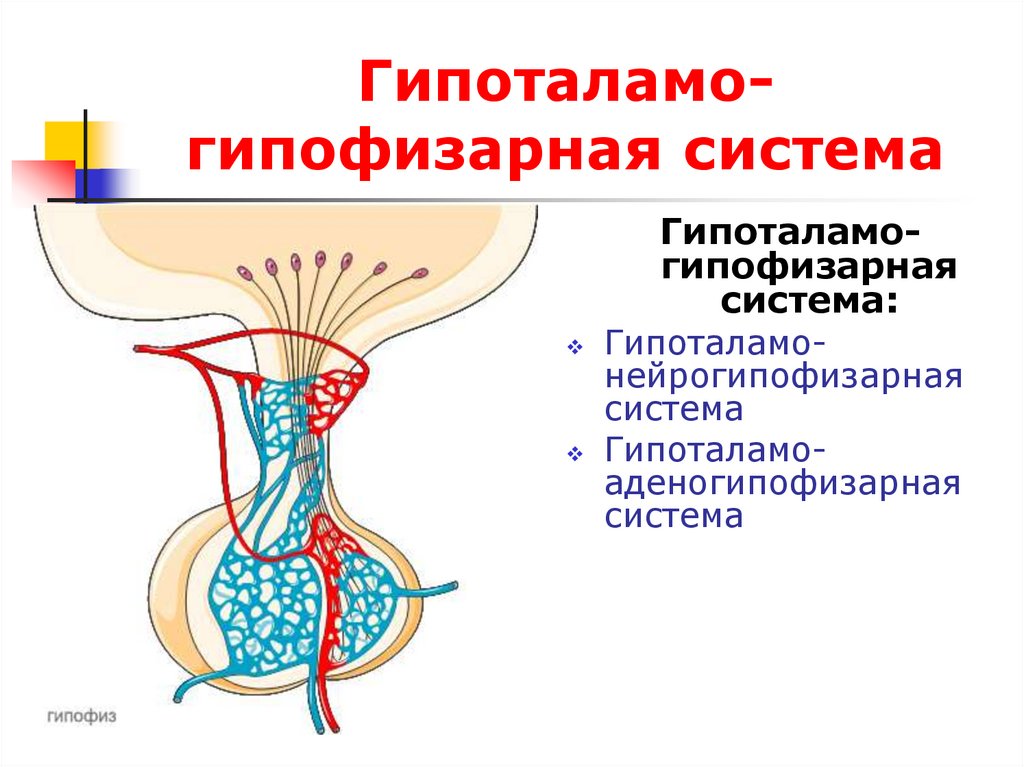 Гипоталамо гипофизарная система презентация