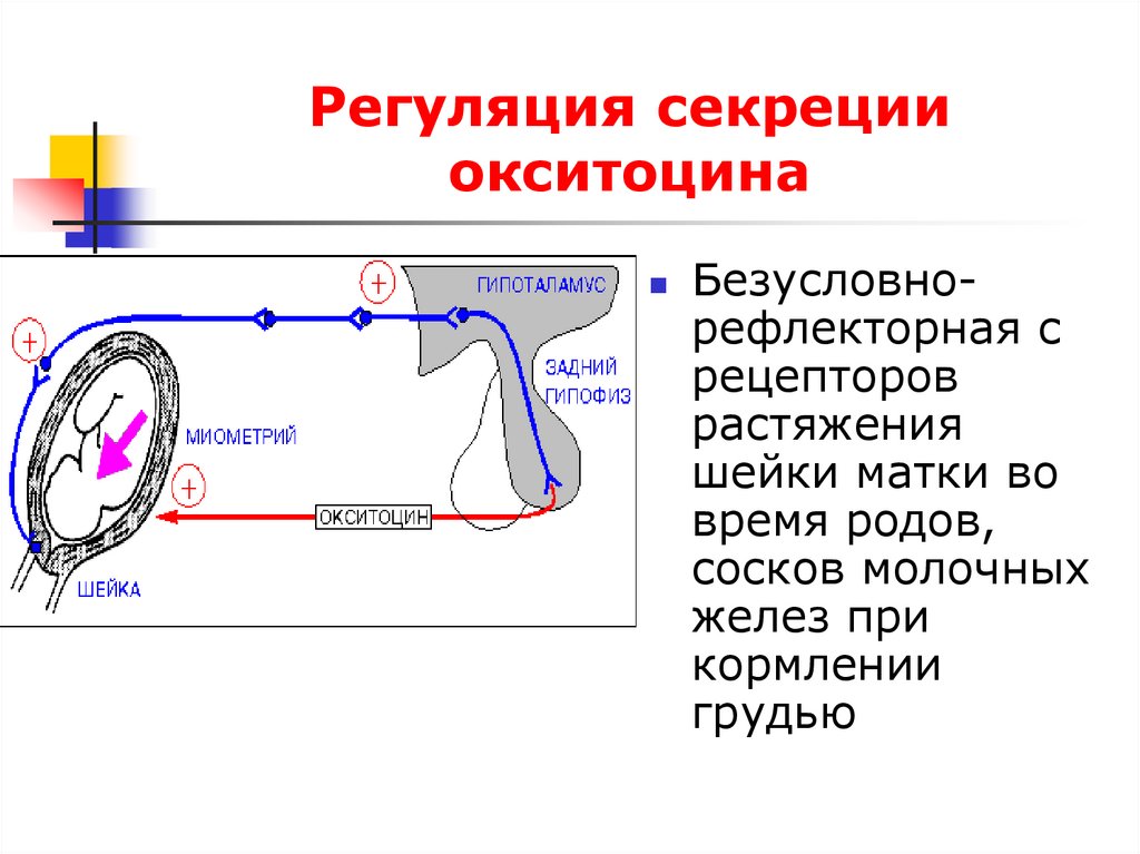 Схема регуляции лактации