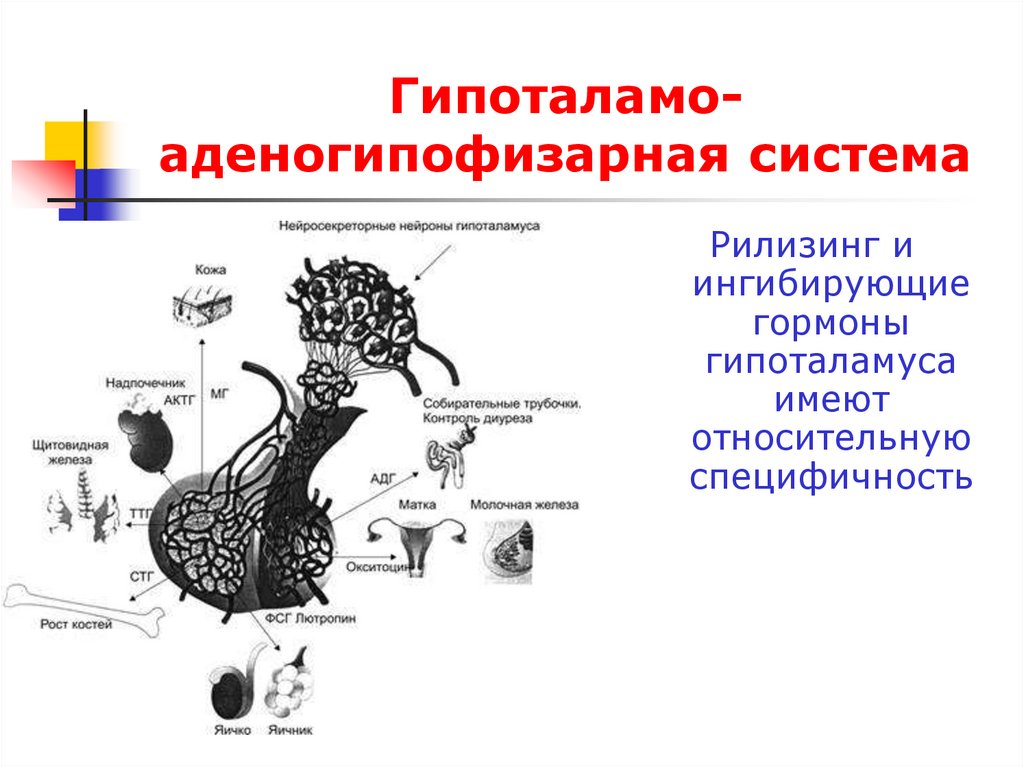 Схема строения гипоталамо гипофизарной нейросекреторной системы