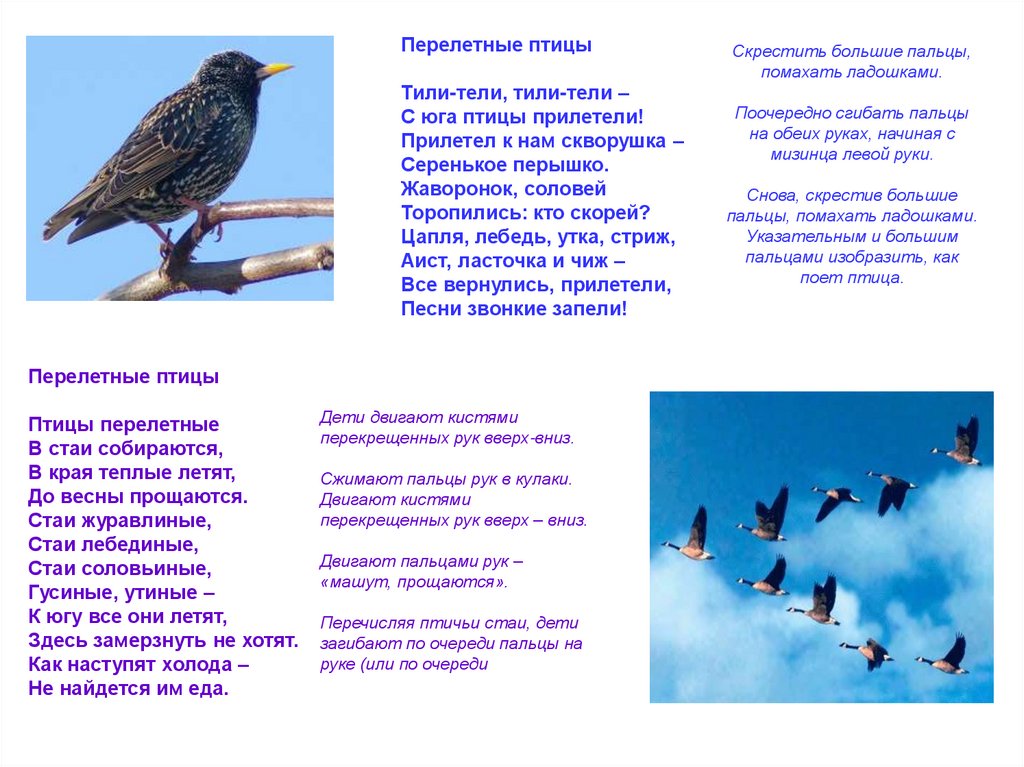 Стихи про птиц для детей короткие