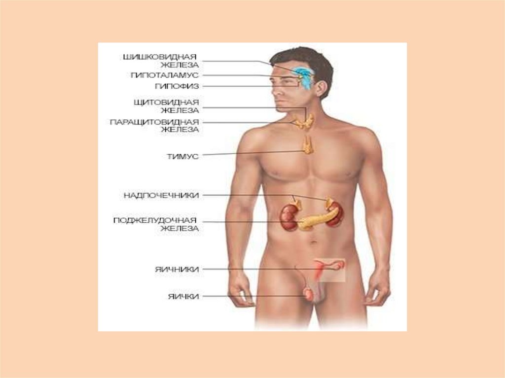 Эндокринные железы презентация